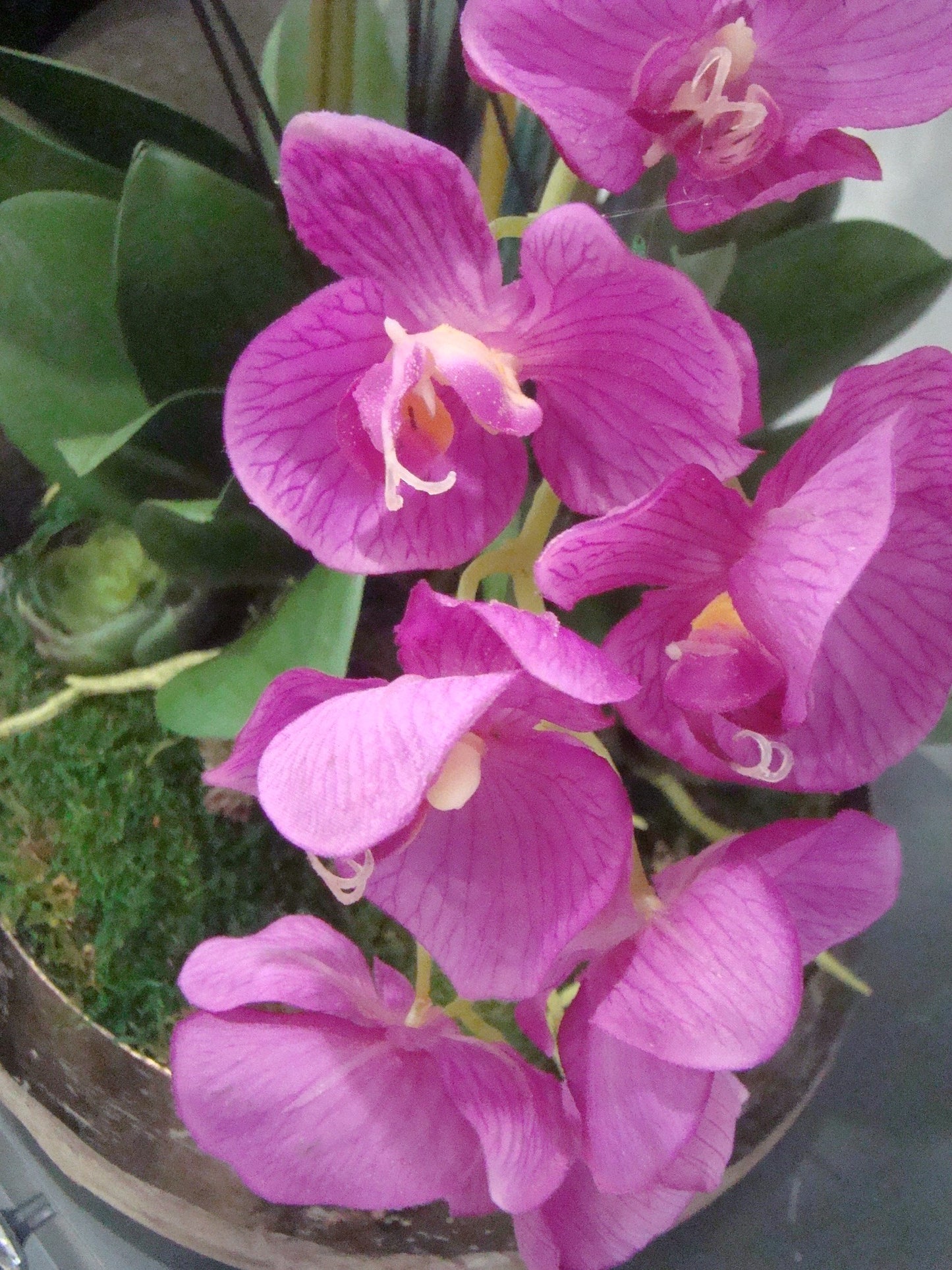 Real Touch Pink and Fushia Orchid Arrangement in Gold Washed Ceramic Bowl